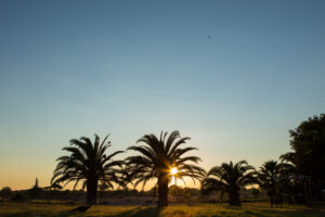 Sonnenuntergang mit Palmen